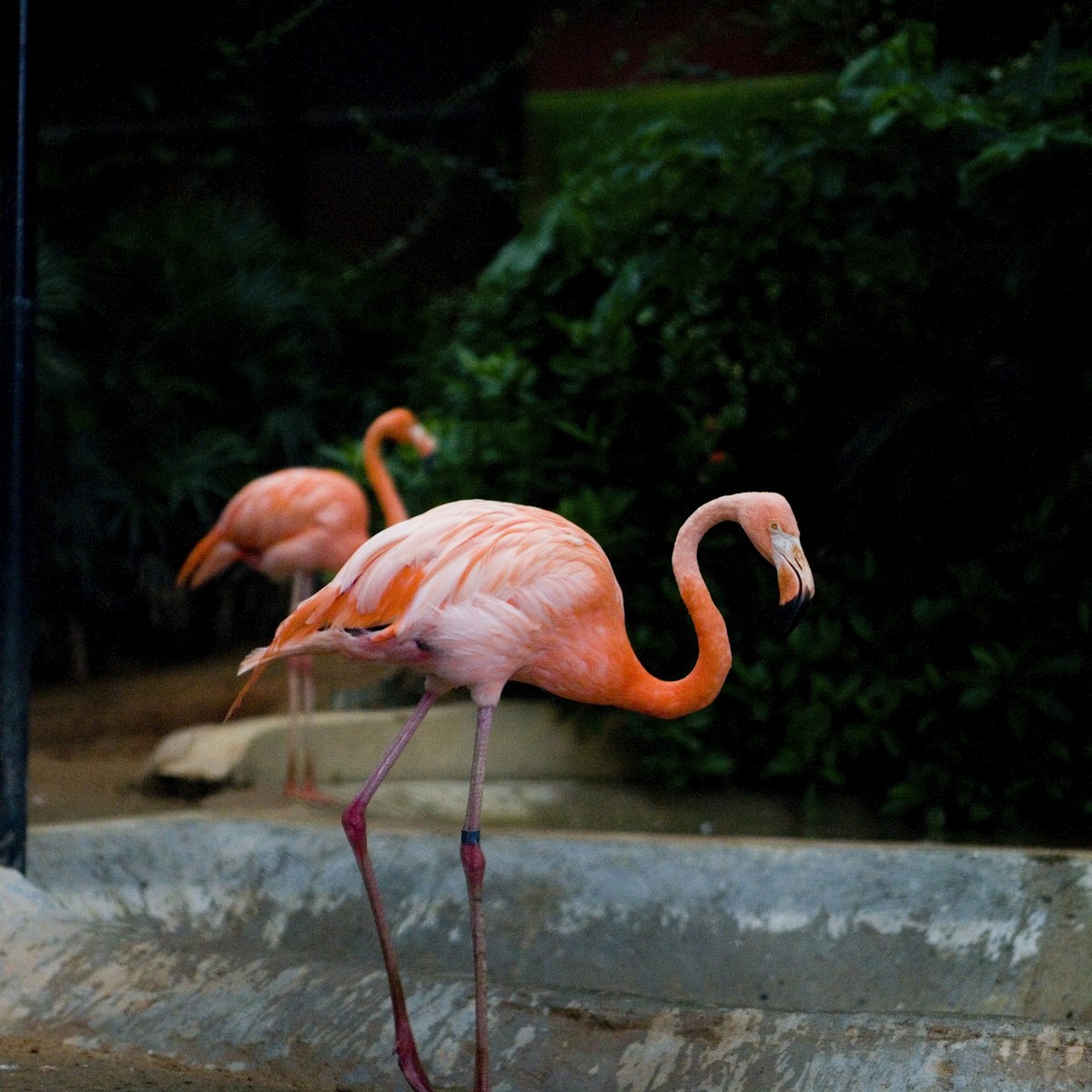 Flamingoes in bird aviary, Hong Kong Botanic Gardens.