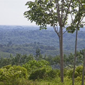 Rainforest, Gunung Leuser National Park, Sumatra, Indonesia