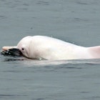 This photo taken on March 17, 2012 shows a Chinese white dolphin swimming in waters off the coast of Hong Kong. Conservationists warned on May 6, 2013 that Hong Kong may lose its rare Chinese white dolphins, also known as pink dolphins for their unique colour, unless it takes urgent action against pollution and other threats. Their numbers in Hong Kong waters have fallen from an estimated 158 in 2003 to just 78 in 2011, with a further decline expected when figures for 2012 are released next month, said the Hong Kong Dolphin Conservation Society.      AFP PHOTO / LAURENT FIEVET        (Photo credit should read LAURENT FIEVET/AFP via Getty Images)