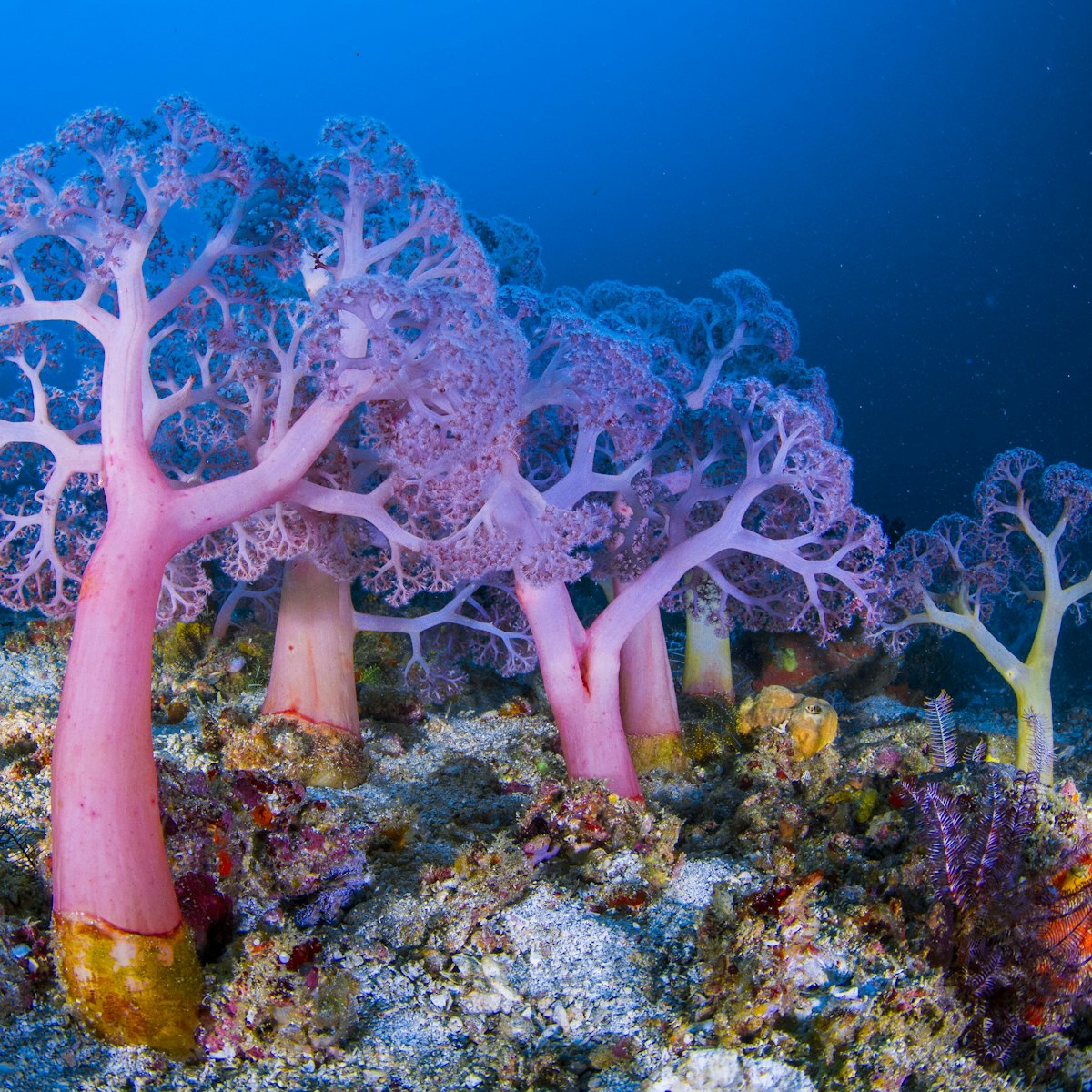 Soft corals