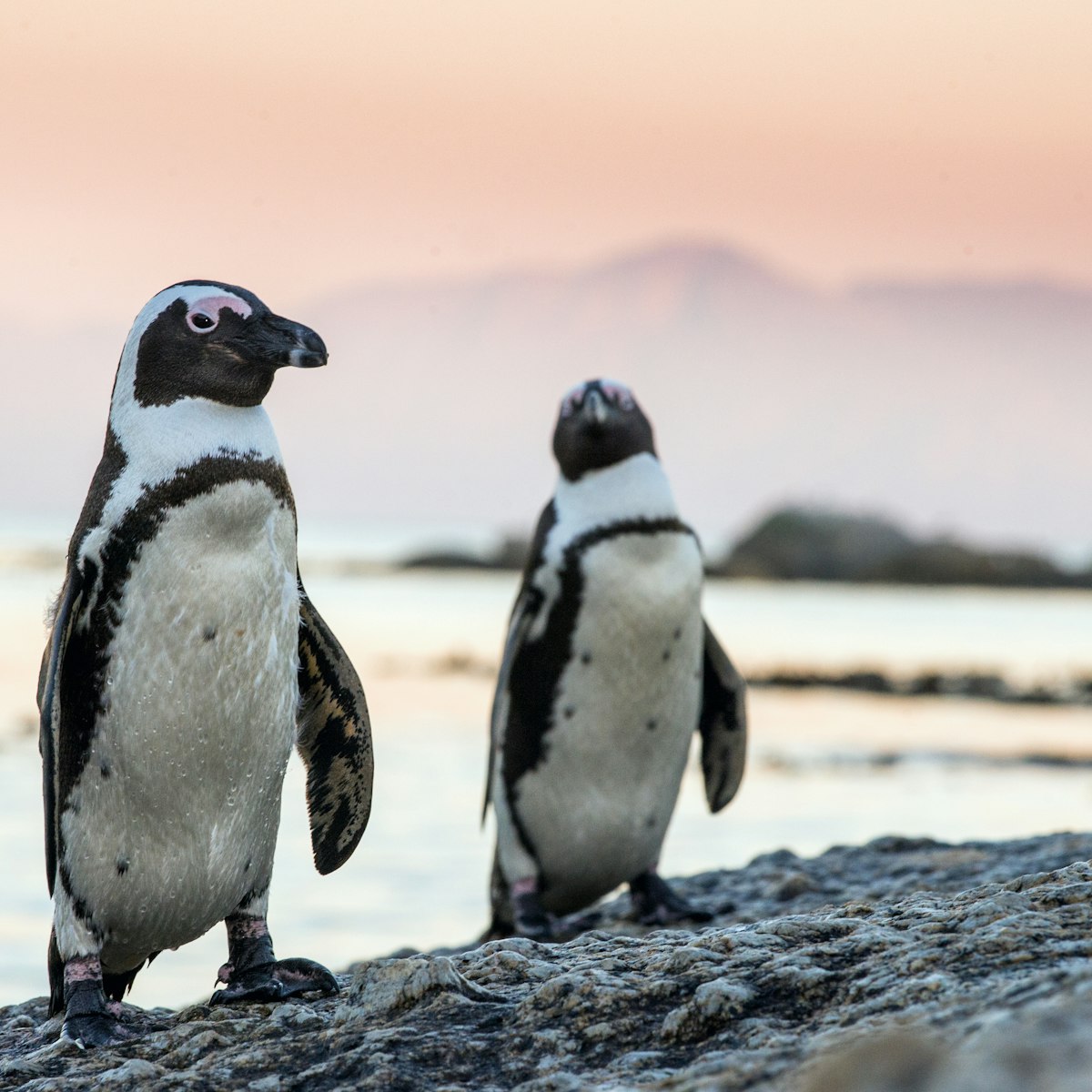 African penguins on the stone in evening twilight. African penguin ( Spheniscus demersus) also known as the jackass penguin and black-footed penguin. Boulders colony. South Africa
628098086
Endangered Species, Wilderness Area, Stone - Object, Sea Life, Colony, Two Animals, Water Bird, Bird Watching, Arrival, Coastline, Dusk, Dawn, Twilight, Cute, Jackass Penguin, Animal Foot, Animal Wing, Fun, Wildlife, Nature, South Africa, Uncultivated, Animals In The Wild, Penguin, Sea Bird, Freshwater Bird, Bird, Animal, Sunset, Boulder - Rock, Sand, Pacific Ocean, Atlantic Ocean, Sea, Surf, flightless, Footed, south-africa, blackfooted, black-footed, Life, Aquatic