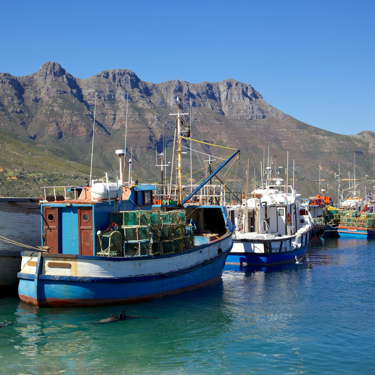 Fishing boats and Cape Fur Seals in Hout Bay Harbour, near Cape Town, South Africa. 