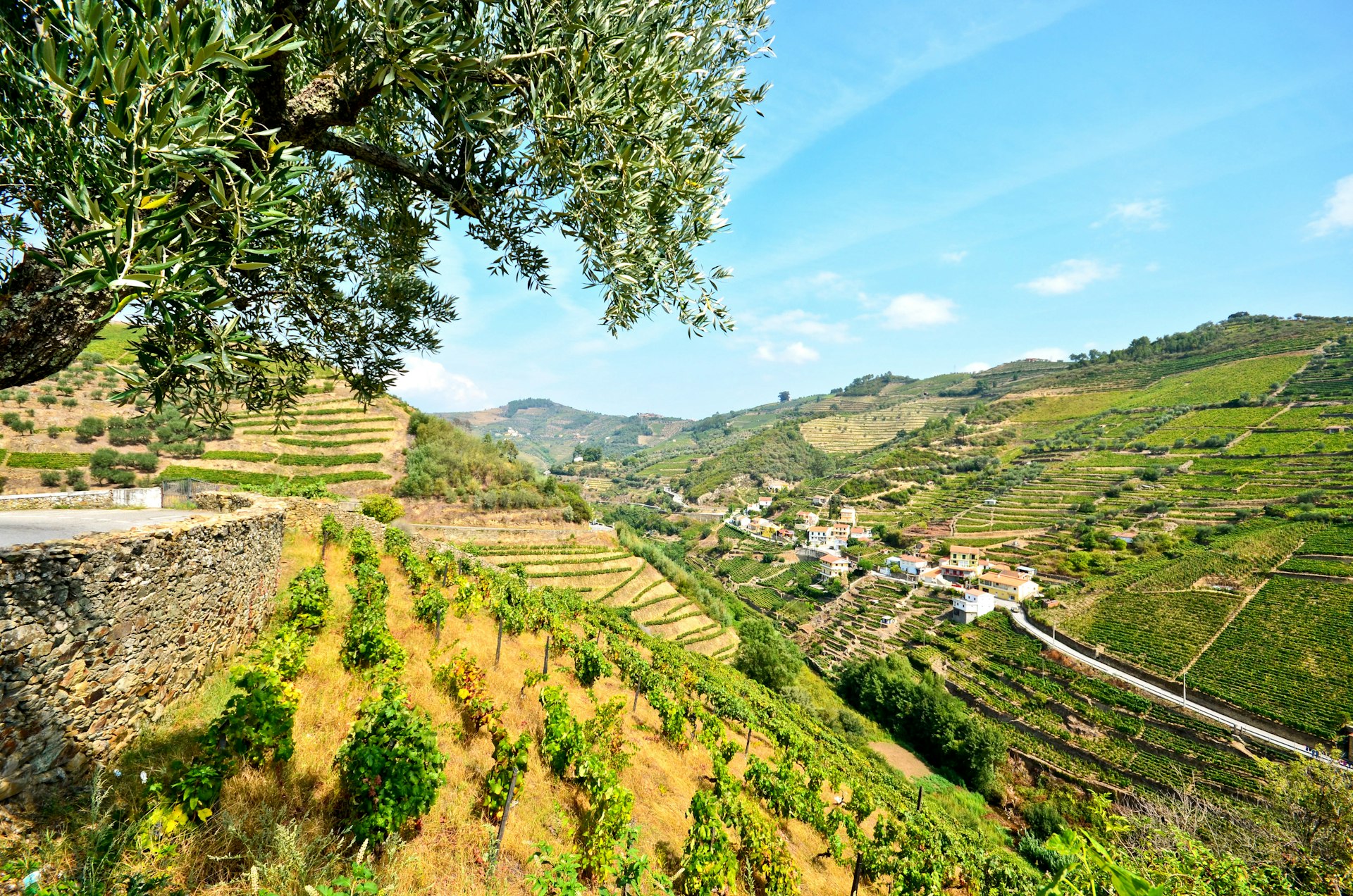 A road passes through hillsides covered with vines